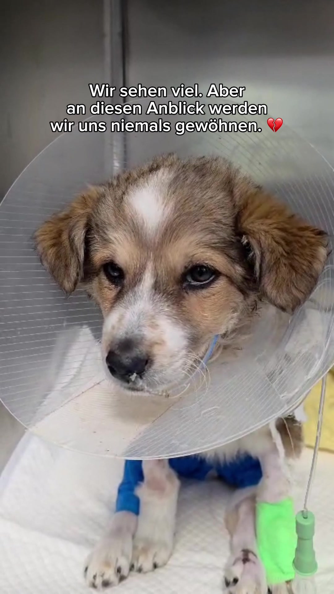 @SpecialDogs e.V.