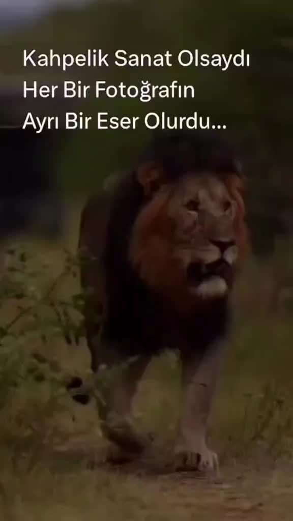 @Serkoficall
