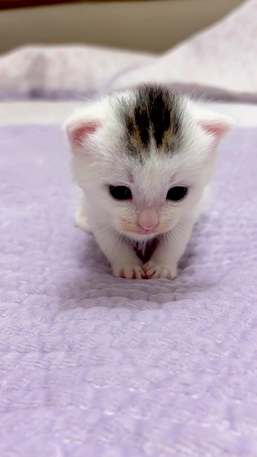 @catbosssss