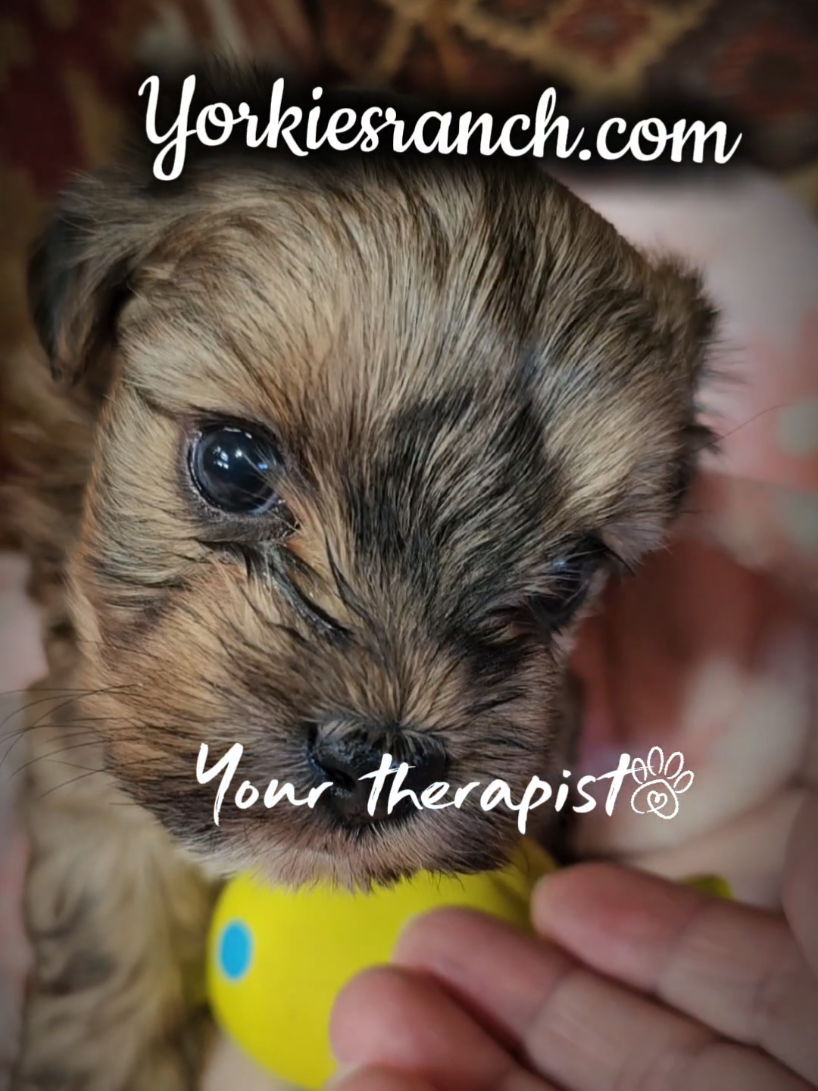 @yorkiesranch com