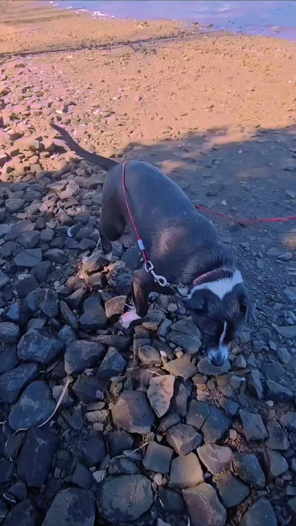 @S & S Vienneau rescues