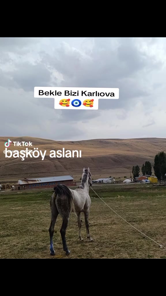 @çatlı şaho