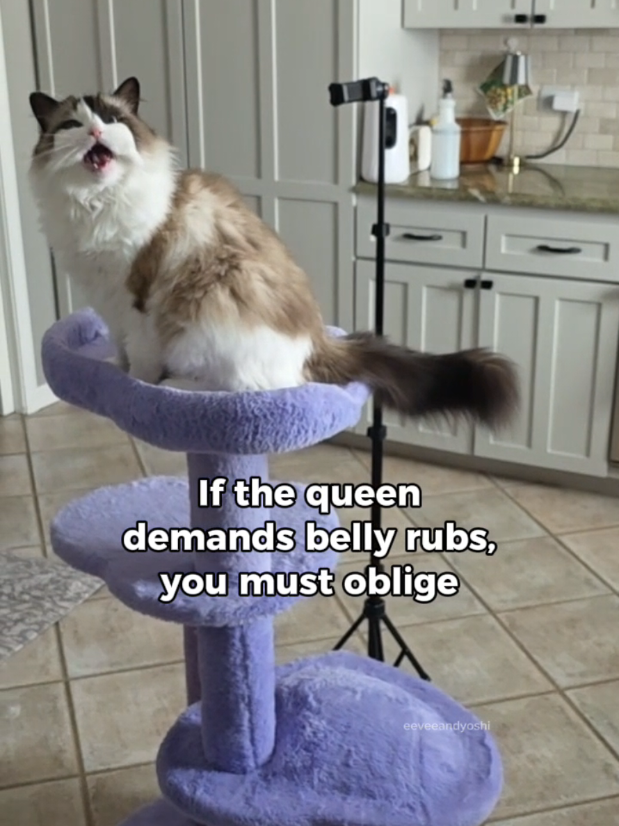 @Eevee, Yoshi & Waffles