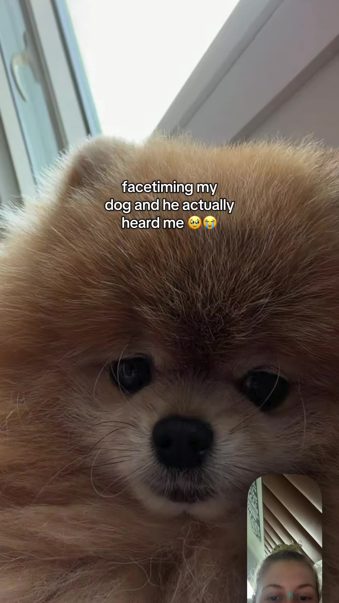 @Keanu the Pomeranian