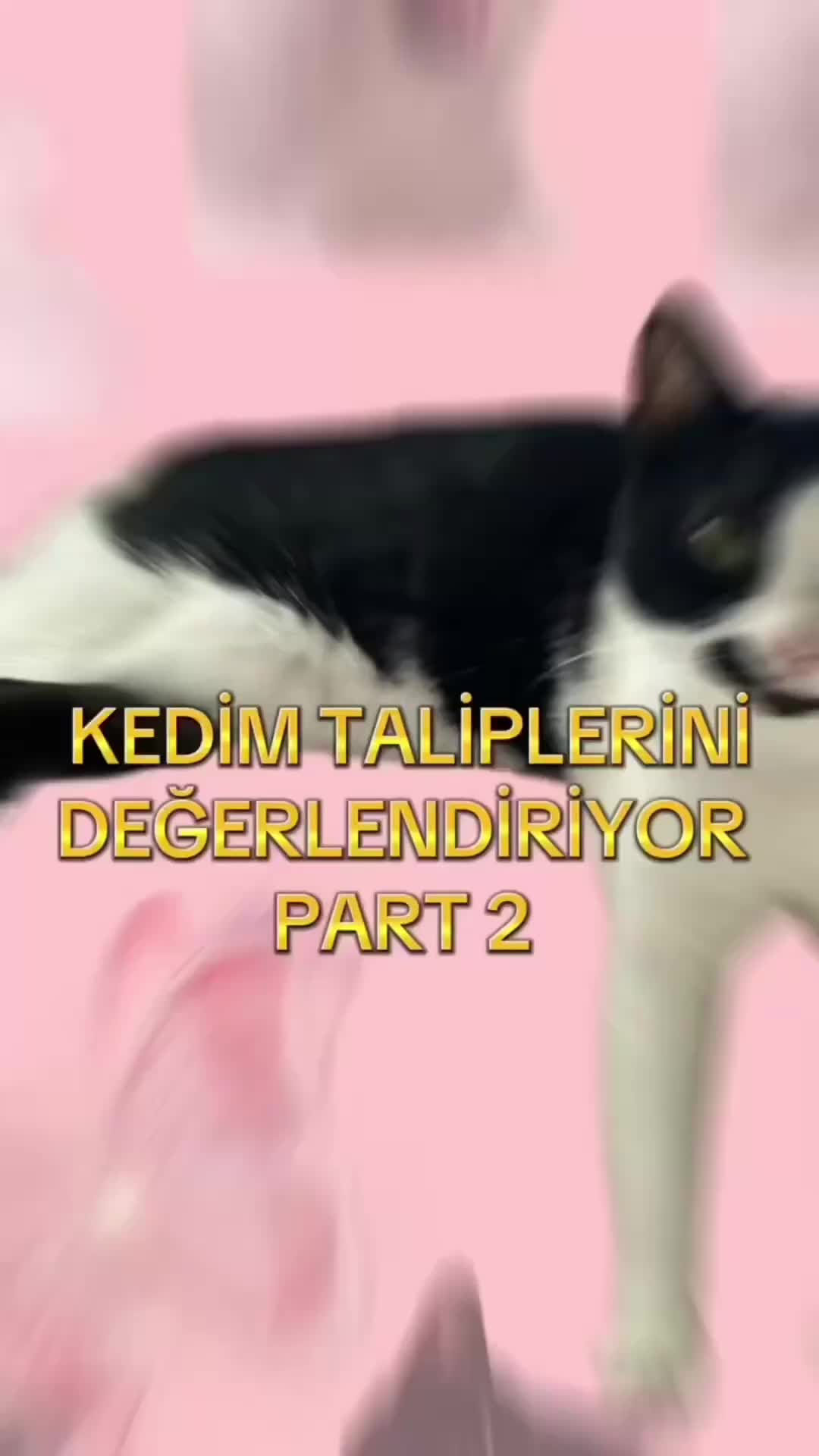@eda ✩₊˚.⋆☾𓃠☽⋆⁺₊✧