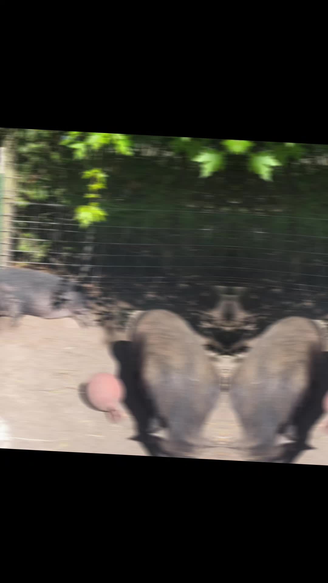 @Christy @ Poppy's Pigtopia🐷🐴