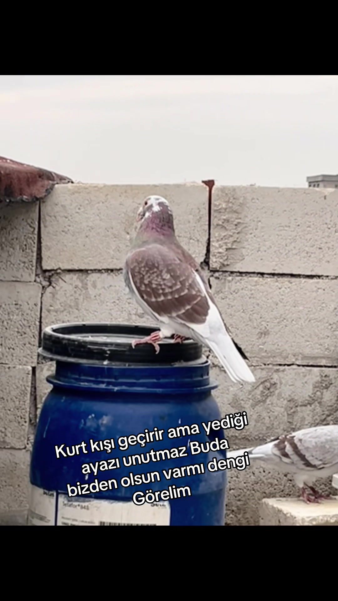 @⚜️Postacı kardeşler ⚜️