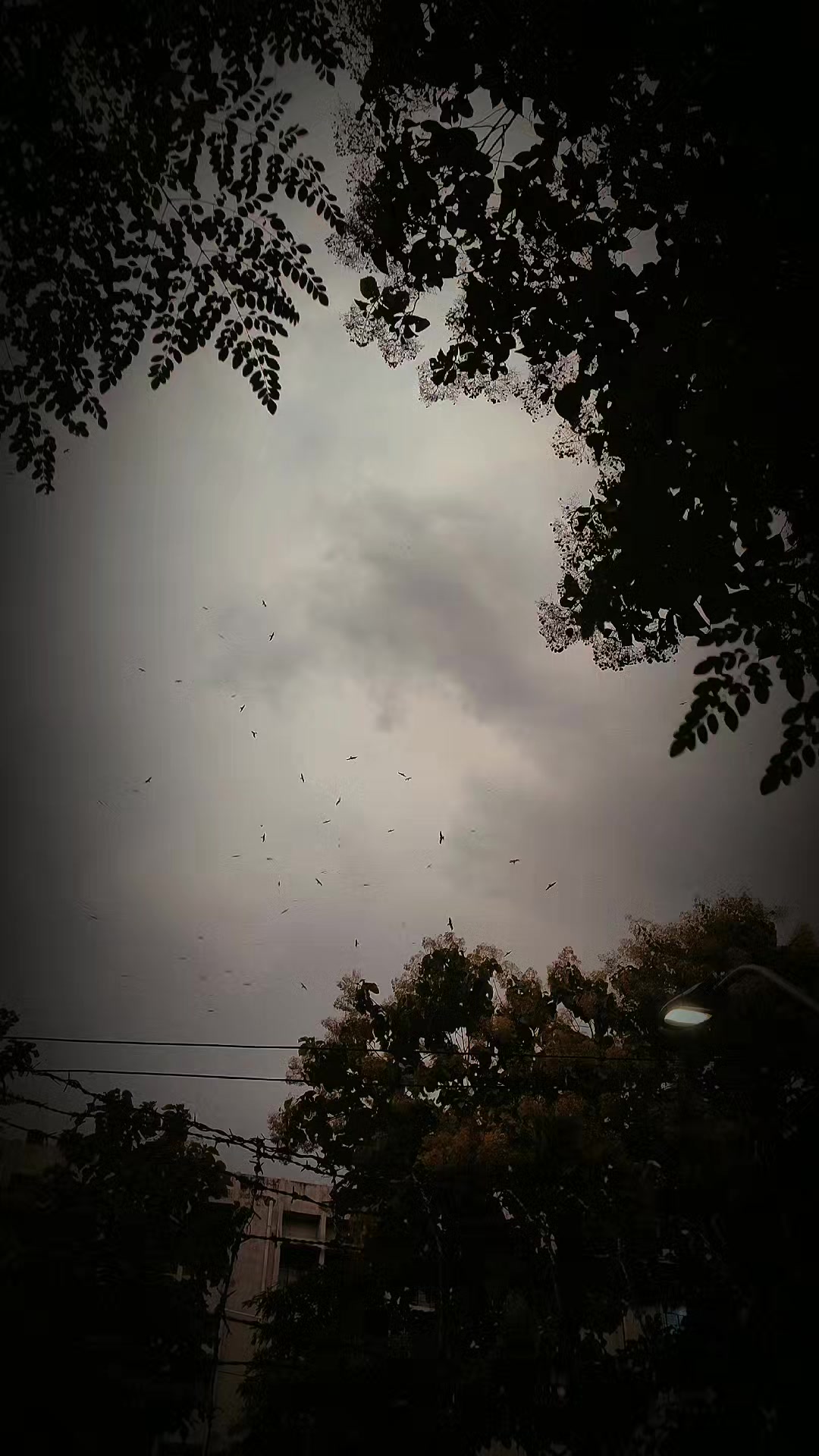 @Junayed 🫅🦇