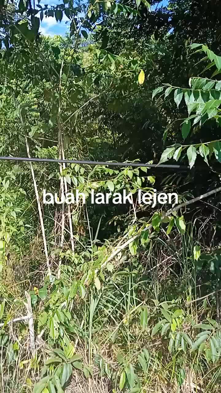 @awie black lagutu kata