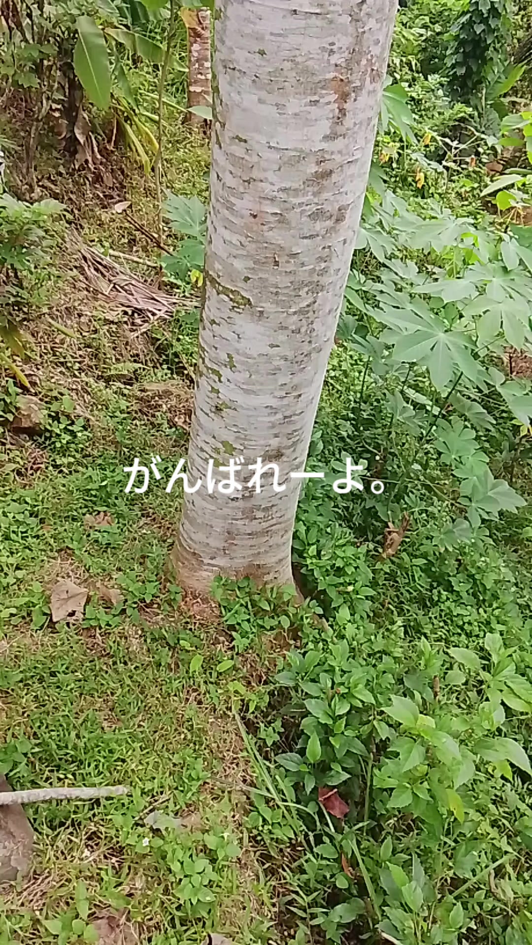 @BAROKAHKAMBING🐐