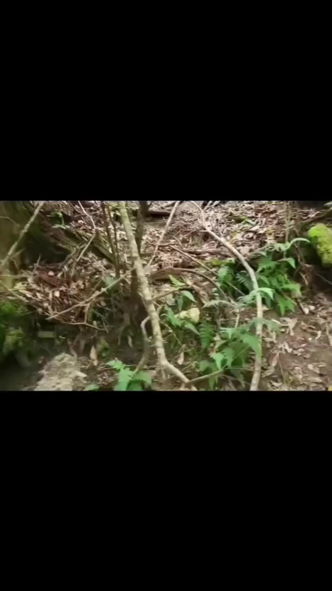 @foxandfernfilmco