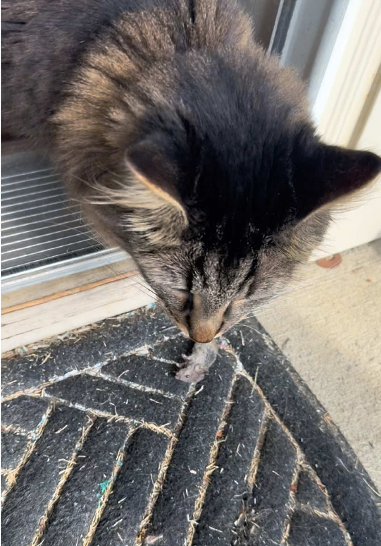 @RoxySnowballCatDrama