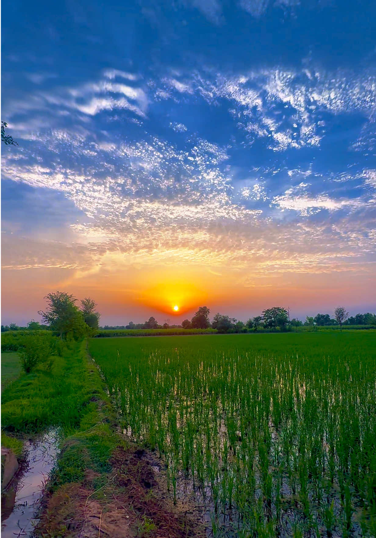 @🌾میں۔ میرا۔ پنڈ🎋
