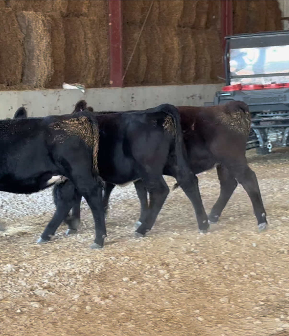 @Massey Land & Cattle