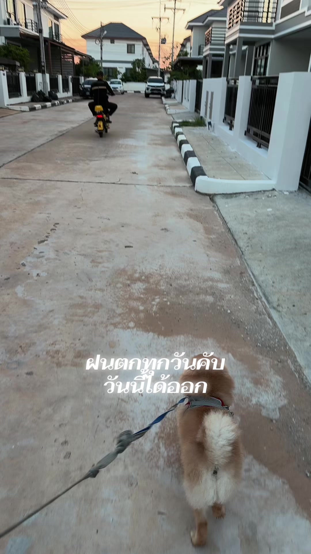 @มาดามเเอนนี่ คิ้วปิง 🇹🇭🇺🇸