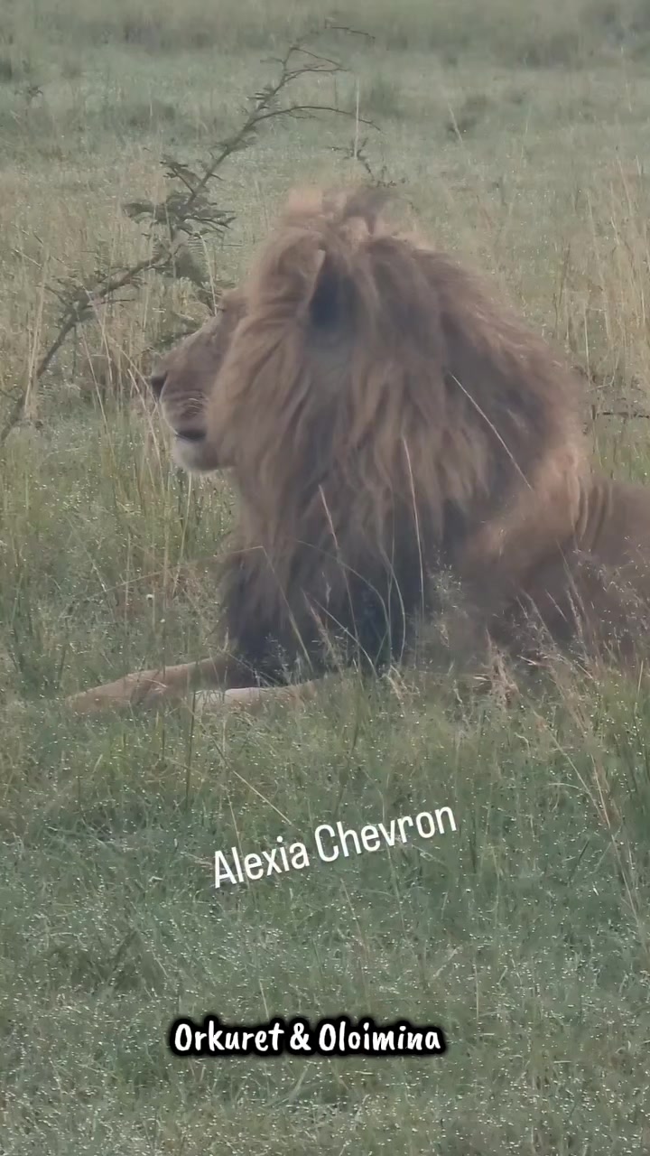 @Leonie 🦁 (Orpadan's version)