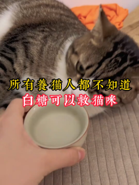 @catology