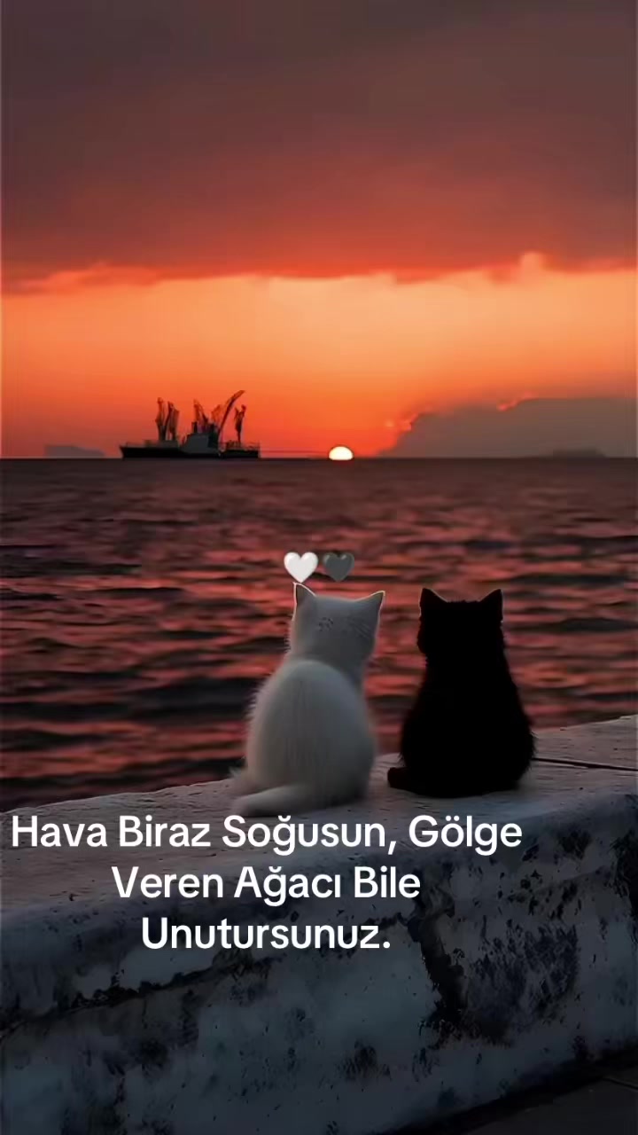 @HAYAT