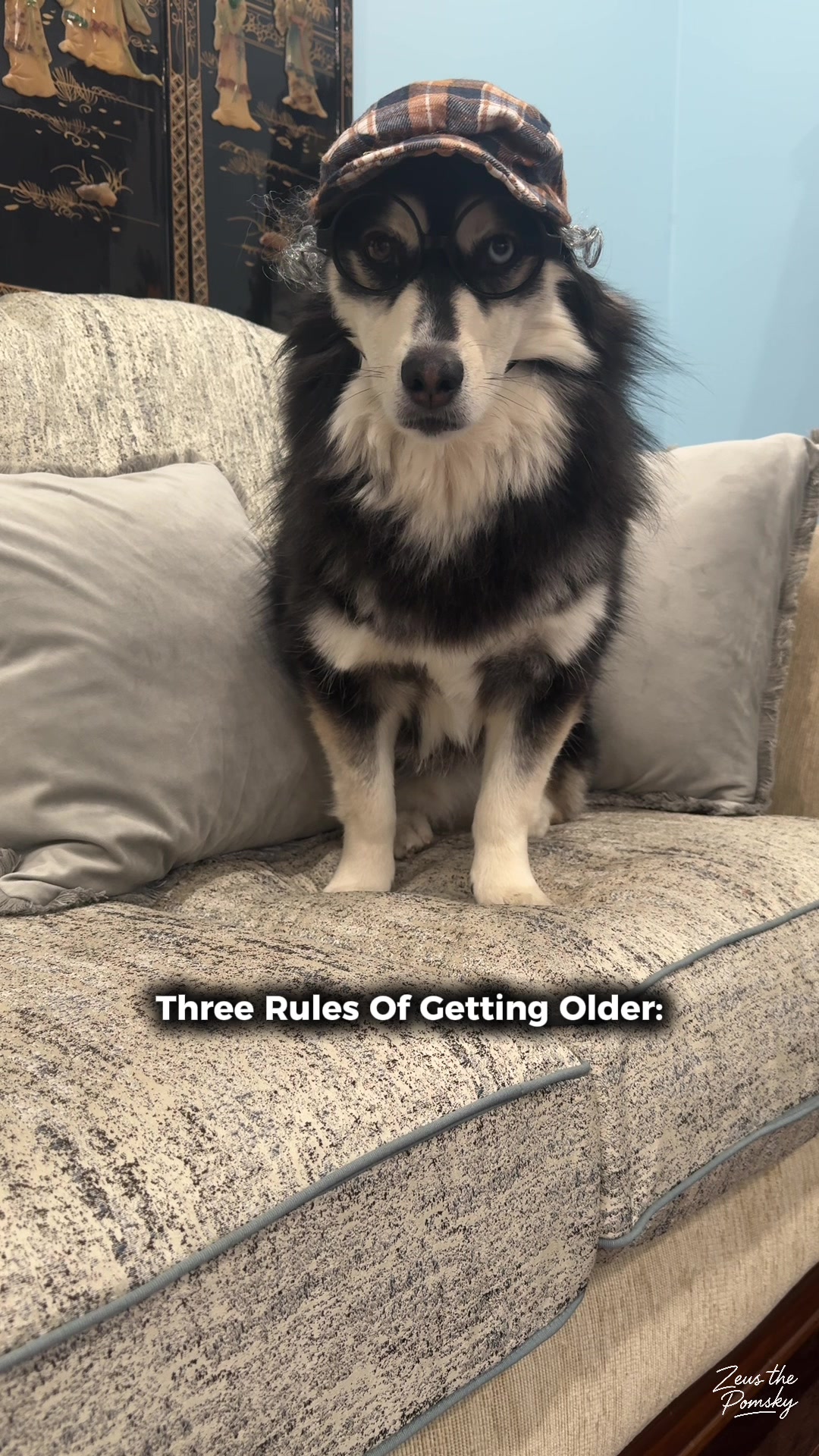 @Zeus the Pomsky🐾