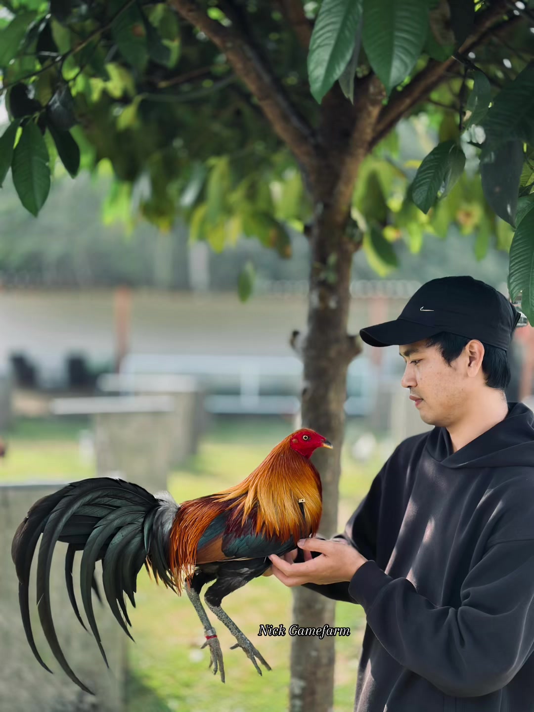 @NICK GAMEFARM