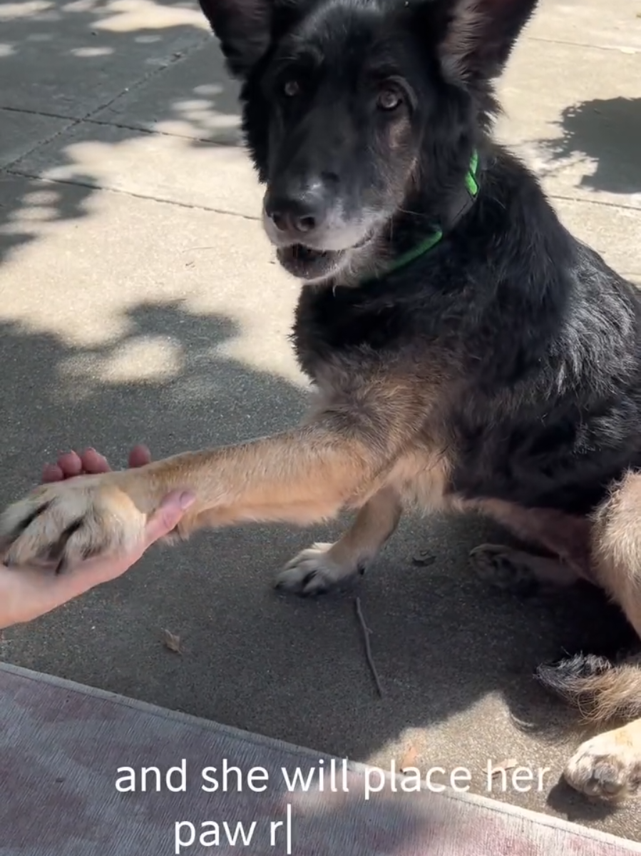 @Oakland Animal Services