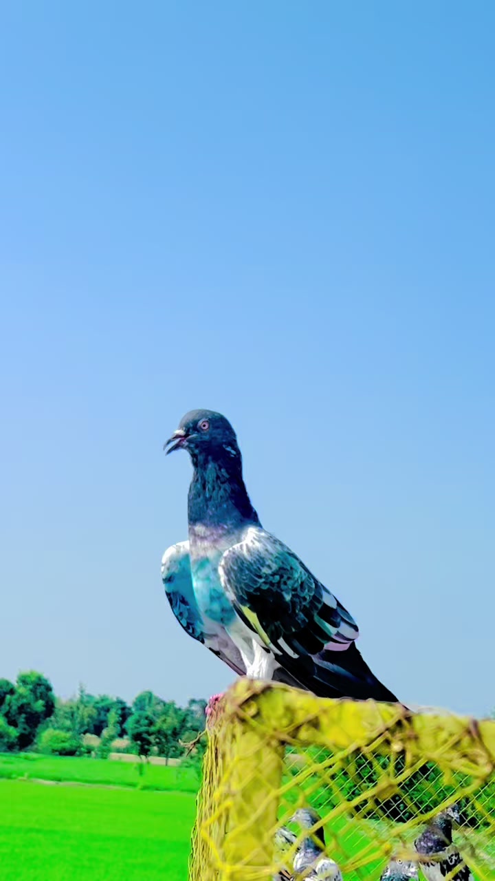 @abubakarmeo09