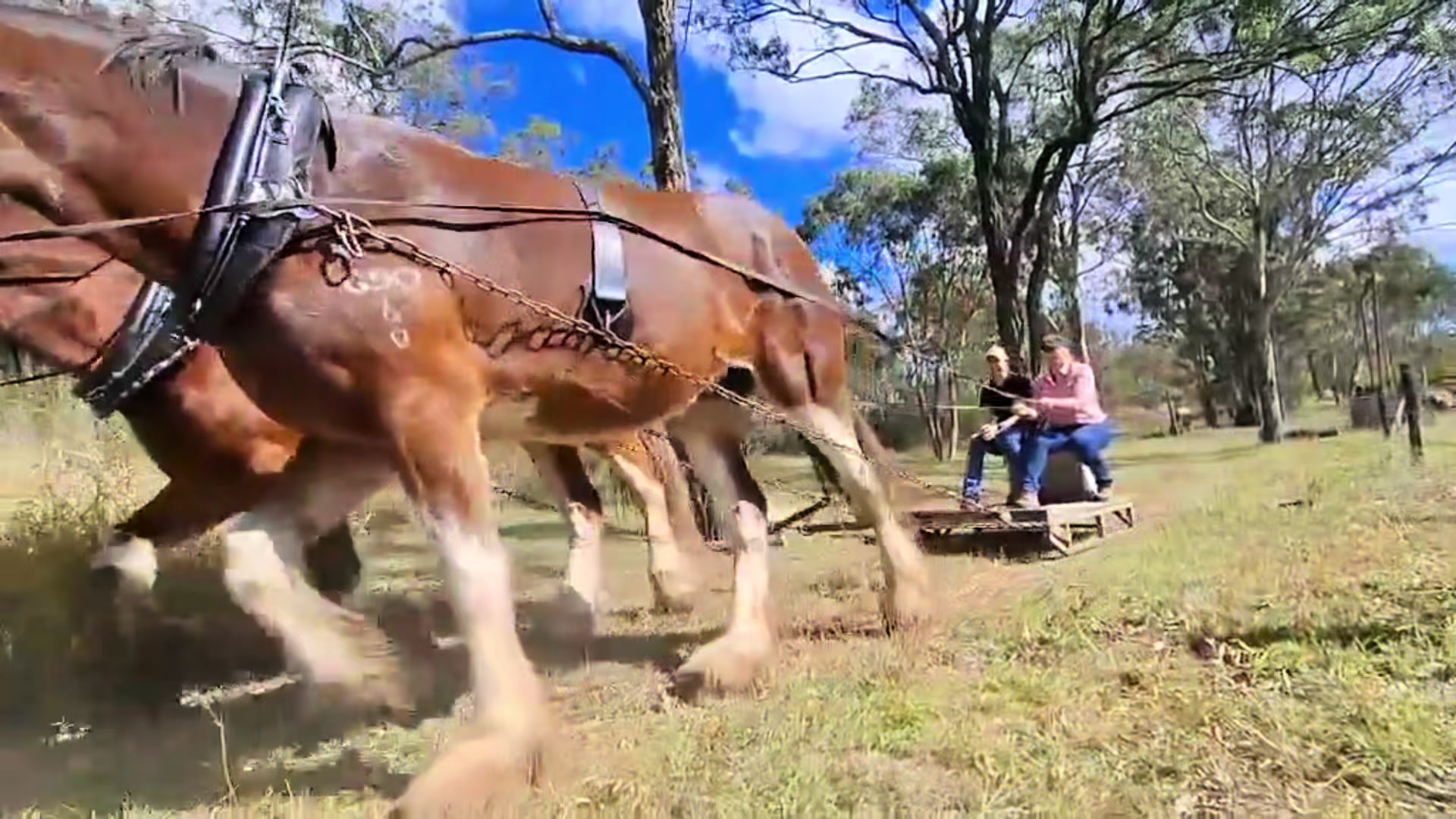@Duneske Clydesdales