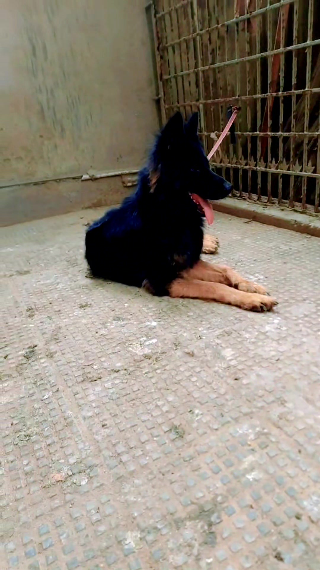 @Saeed King khan