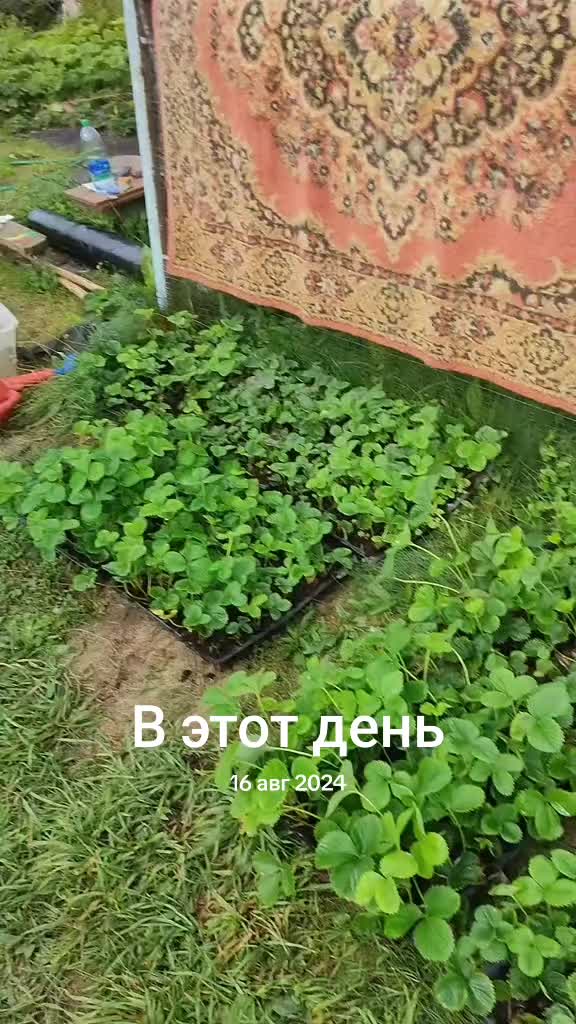 @Рождённые в деревне