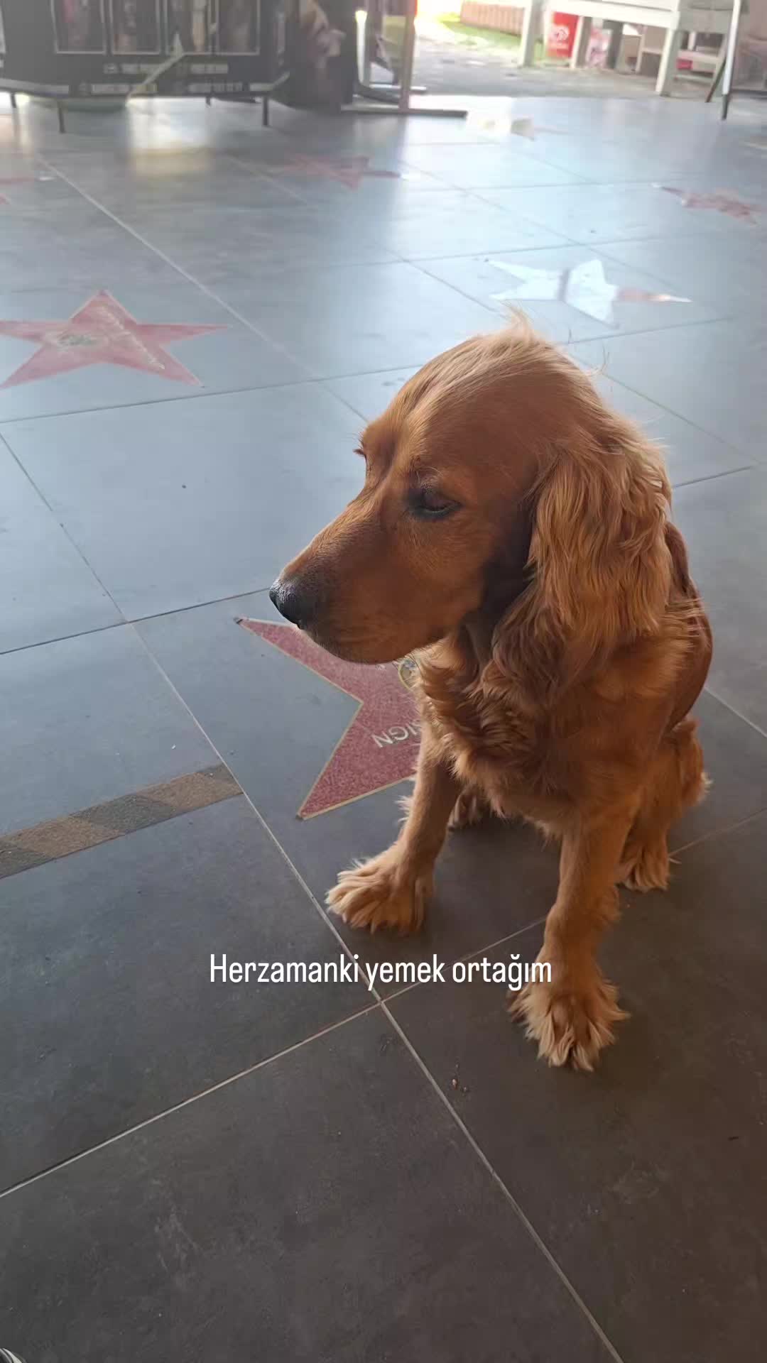 @👑🇹🇷G&uuml;lden Ser&ccedil;e🇹🇷👑