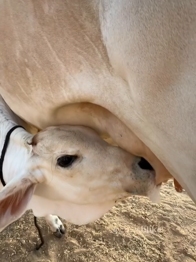 @cows_b_like