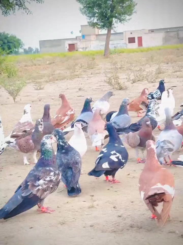 @عدیل رحمن لیہ وال کبوتر باز