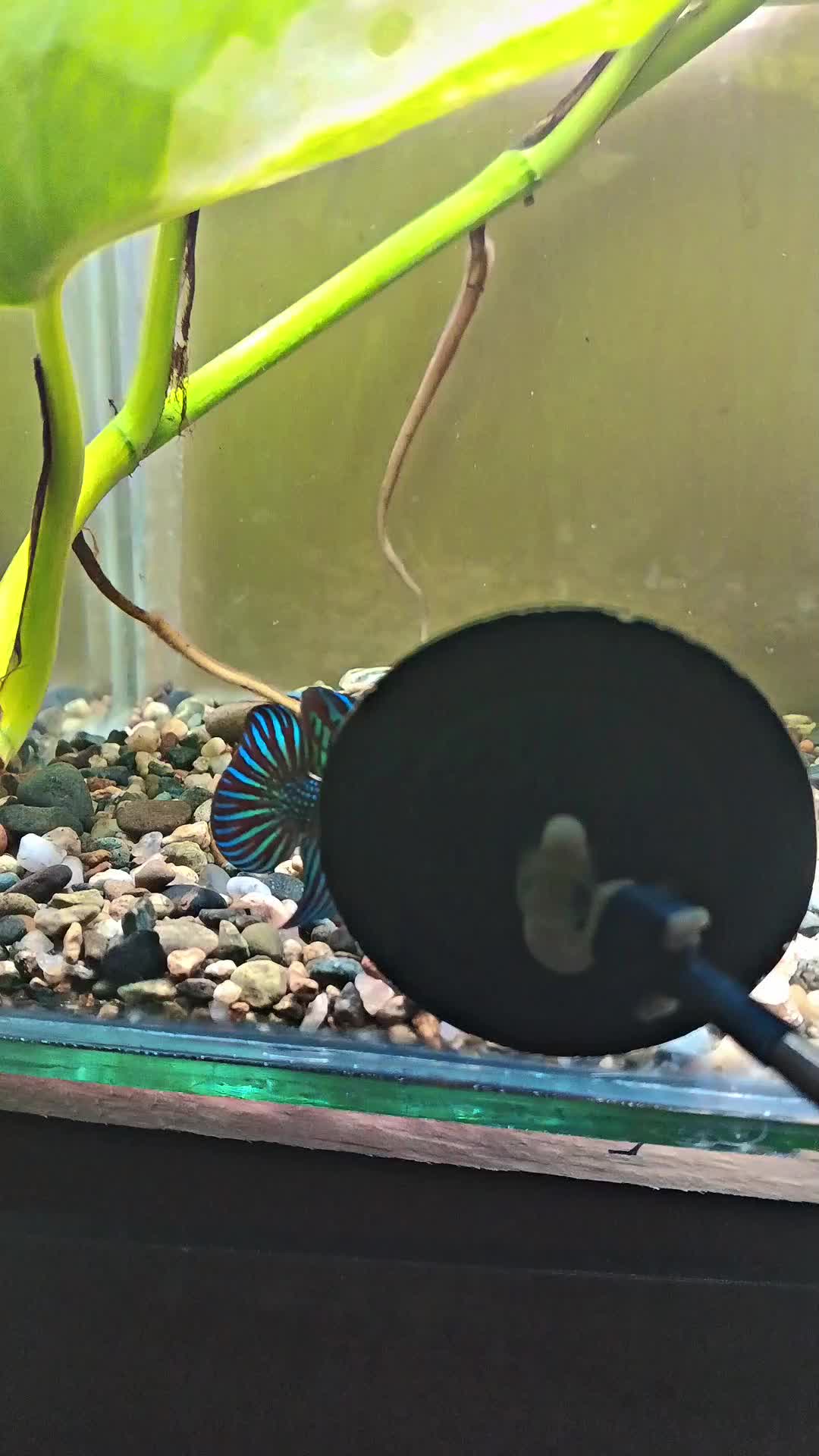 @JRISON.Betta