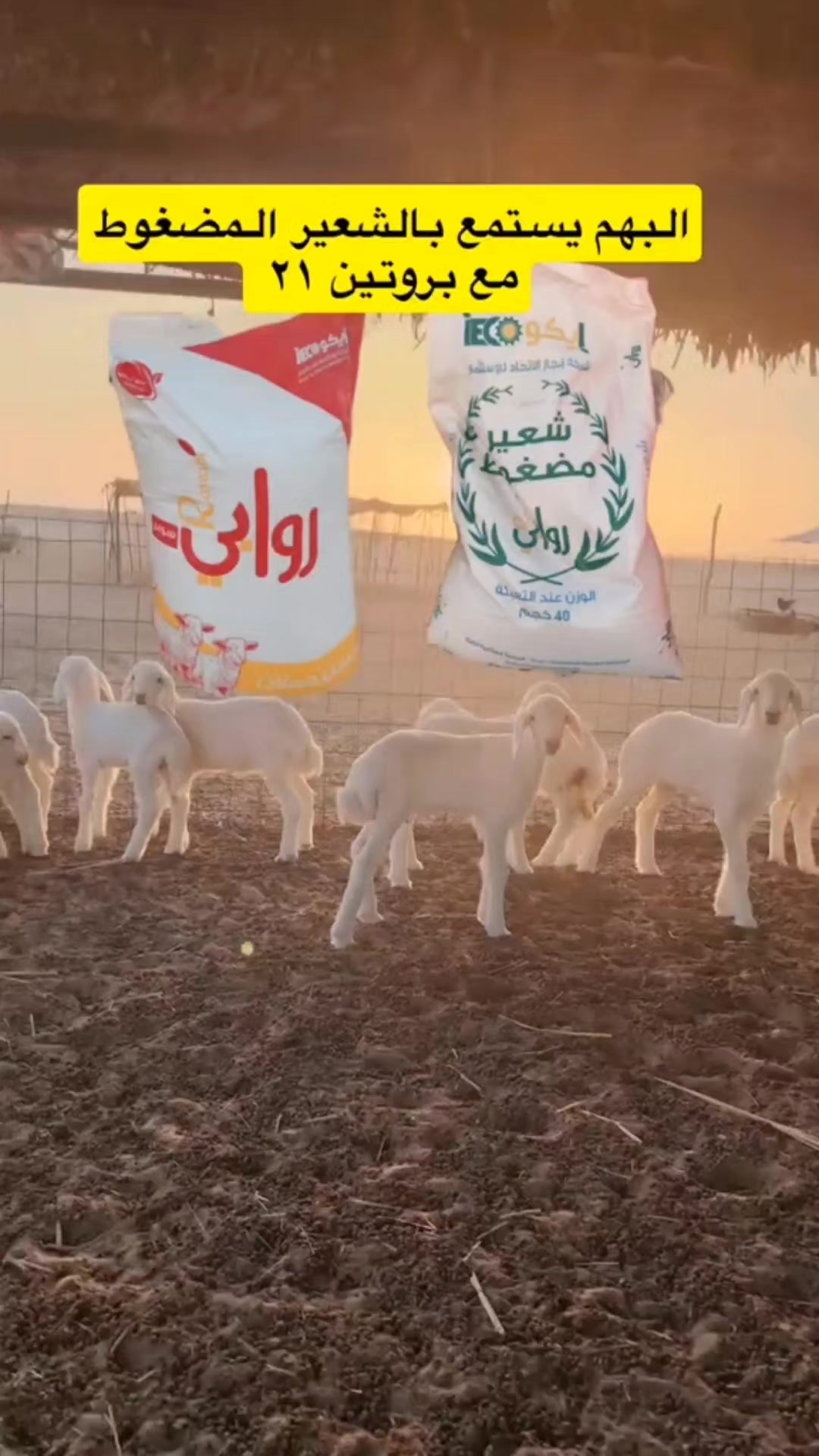 @RAWABI FEED | أعلاف روابي