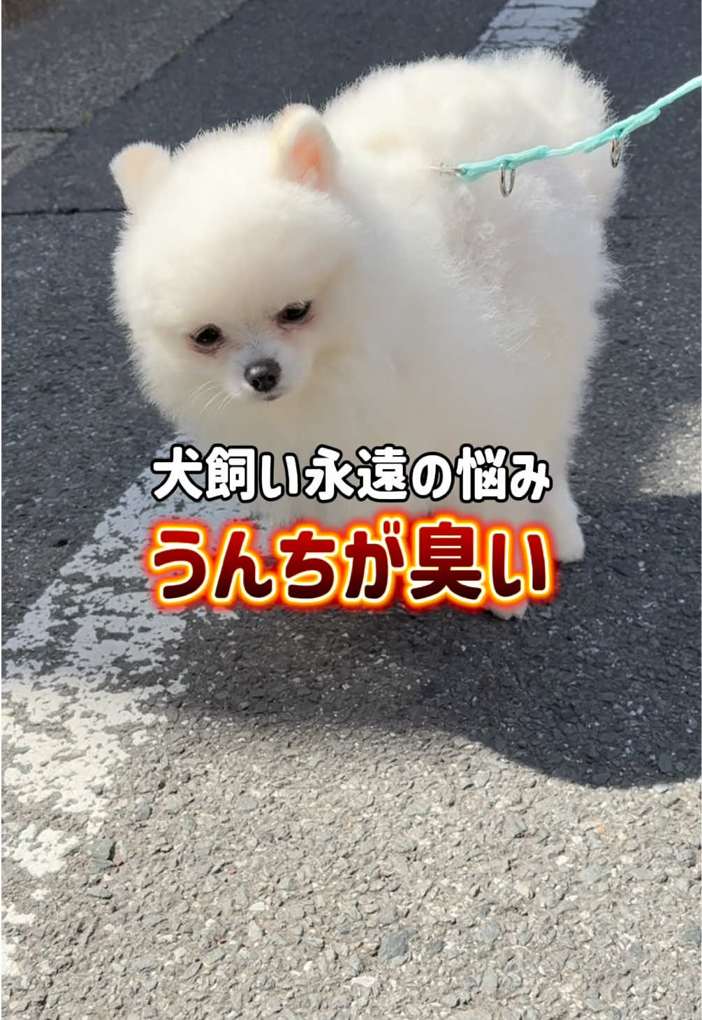 @ポメラニアンのミル🍼