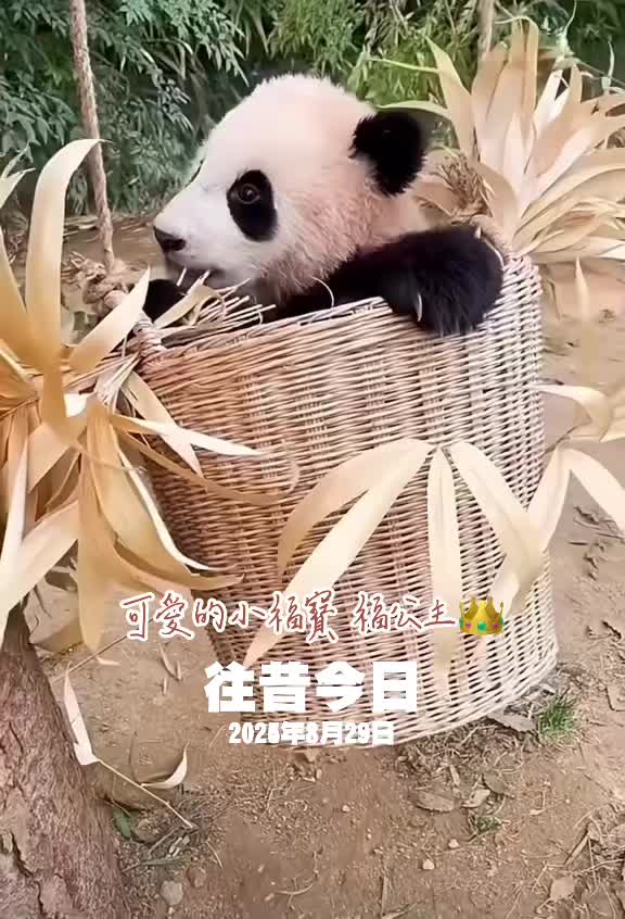 @福公主💕福豬豬💕 🍎 🥕 🐼 🎋🍀