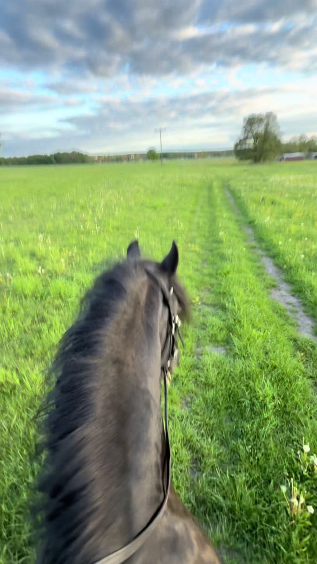 @Horses