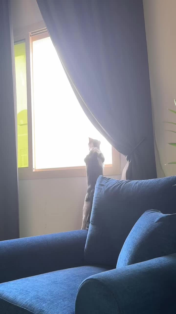 @Mahbooba The Cat