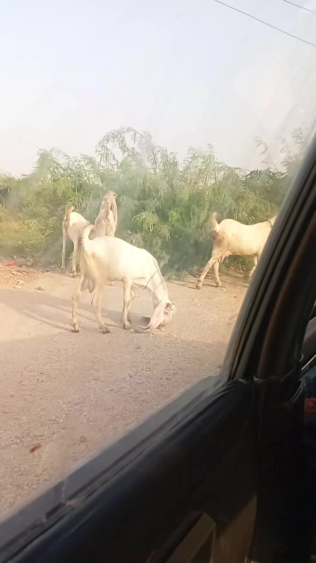 @Laibayousufzai