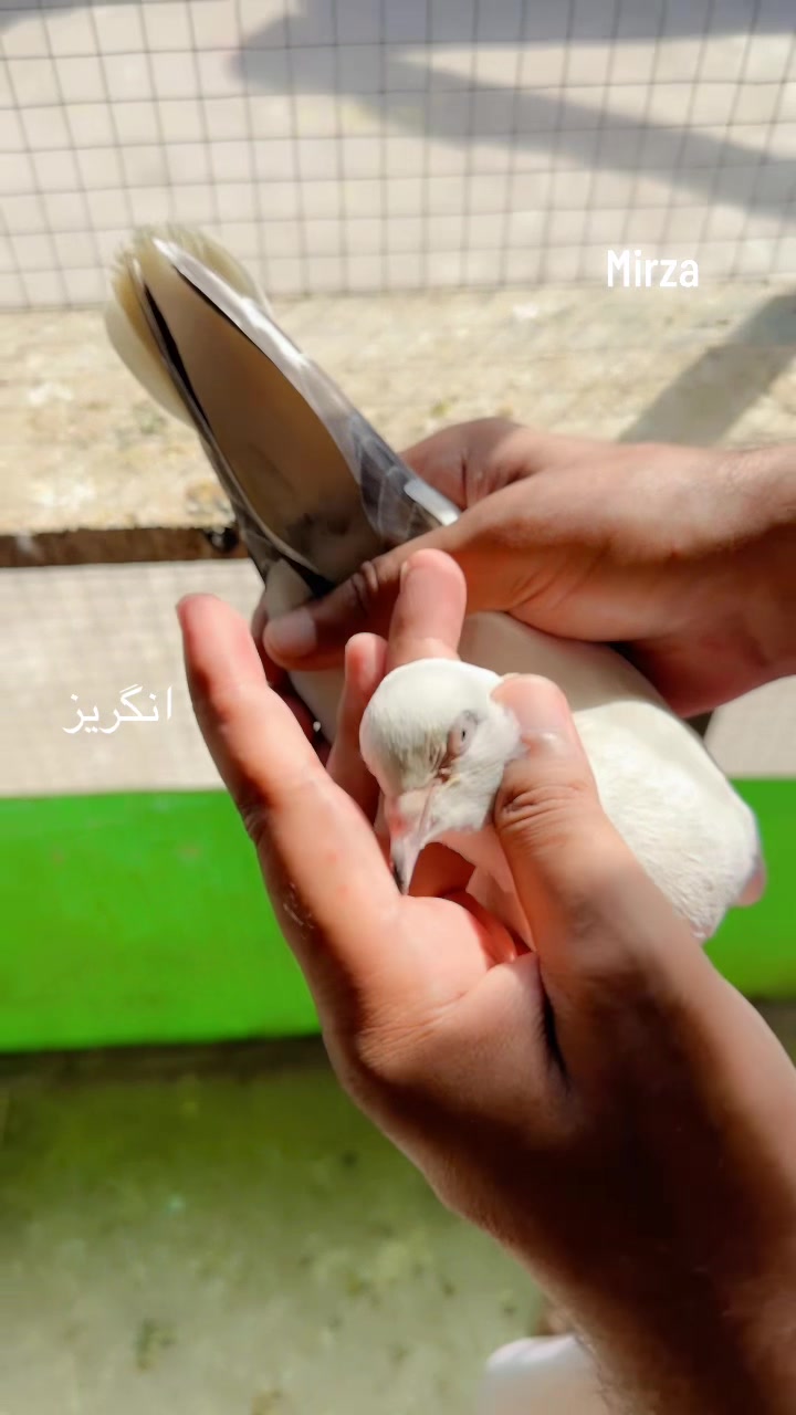 @Mirza Yar Mirza Yar