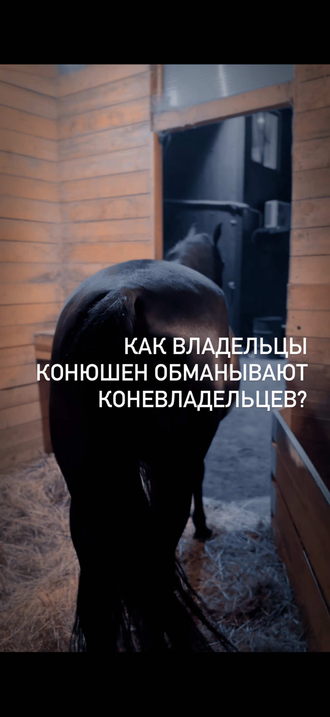 @Вера/лошади/обучение лошадей