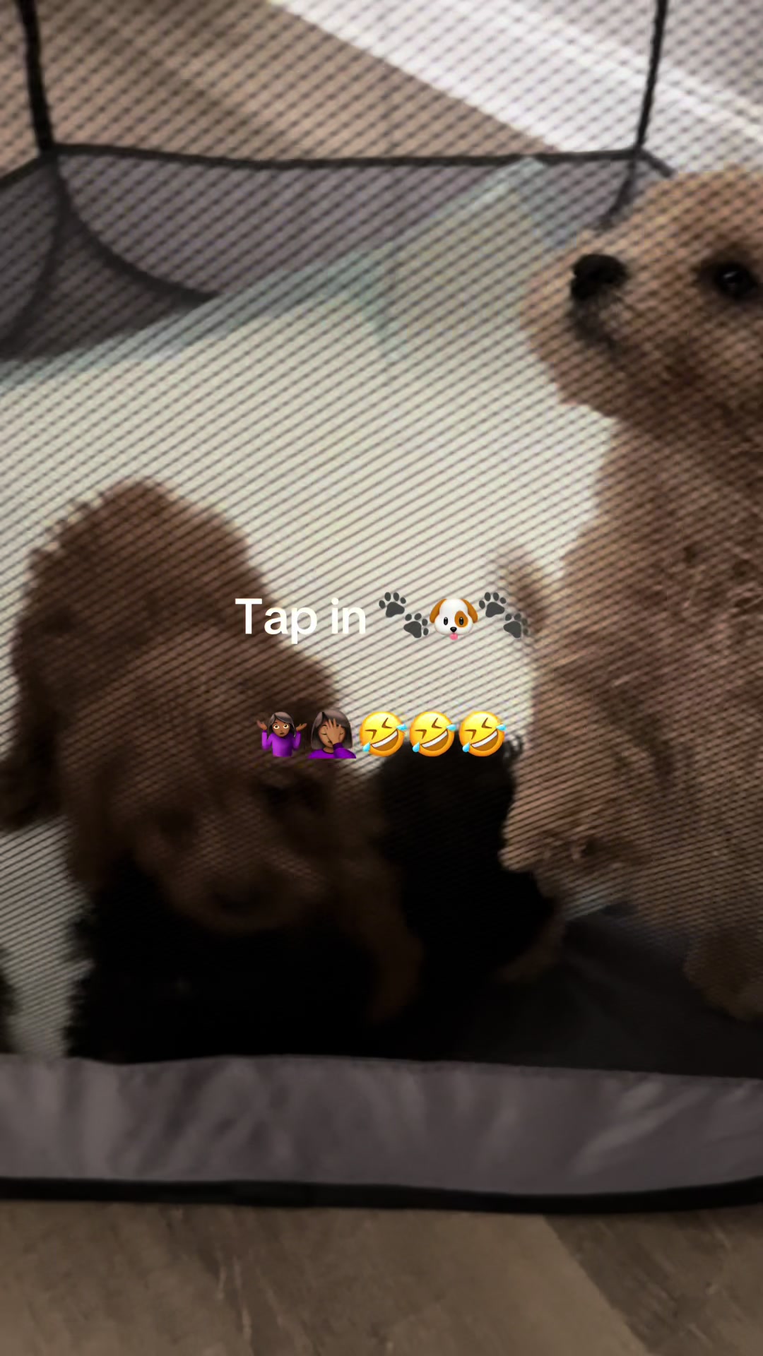 @Shortcake_kennel_2