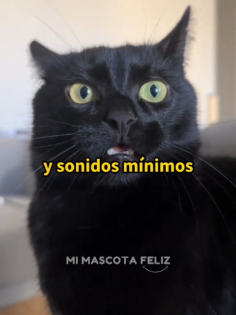 @Mi Mascota Feliz