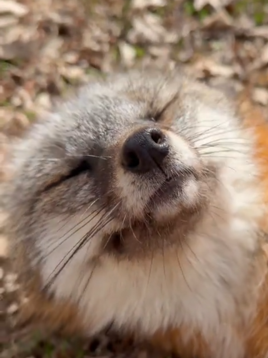 @saveafox