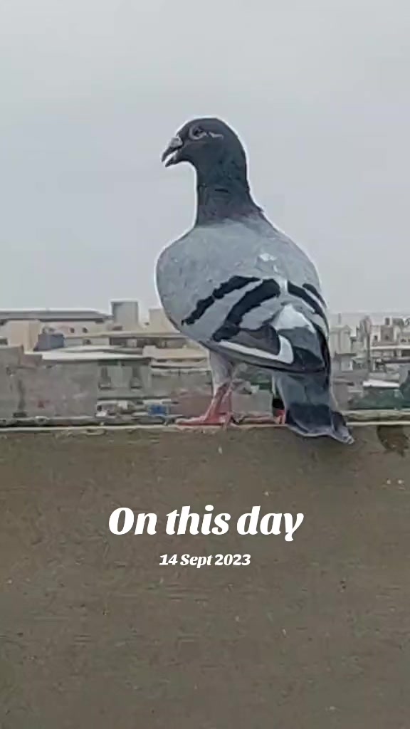 @Saeed King khan