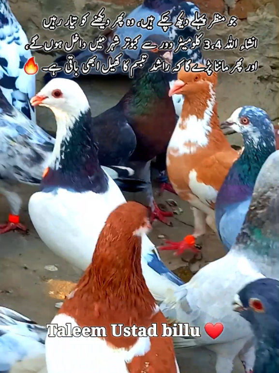 @Rashid Tabsam 🌷