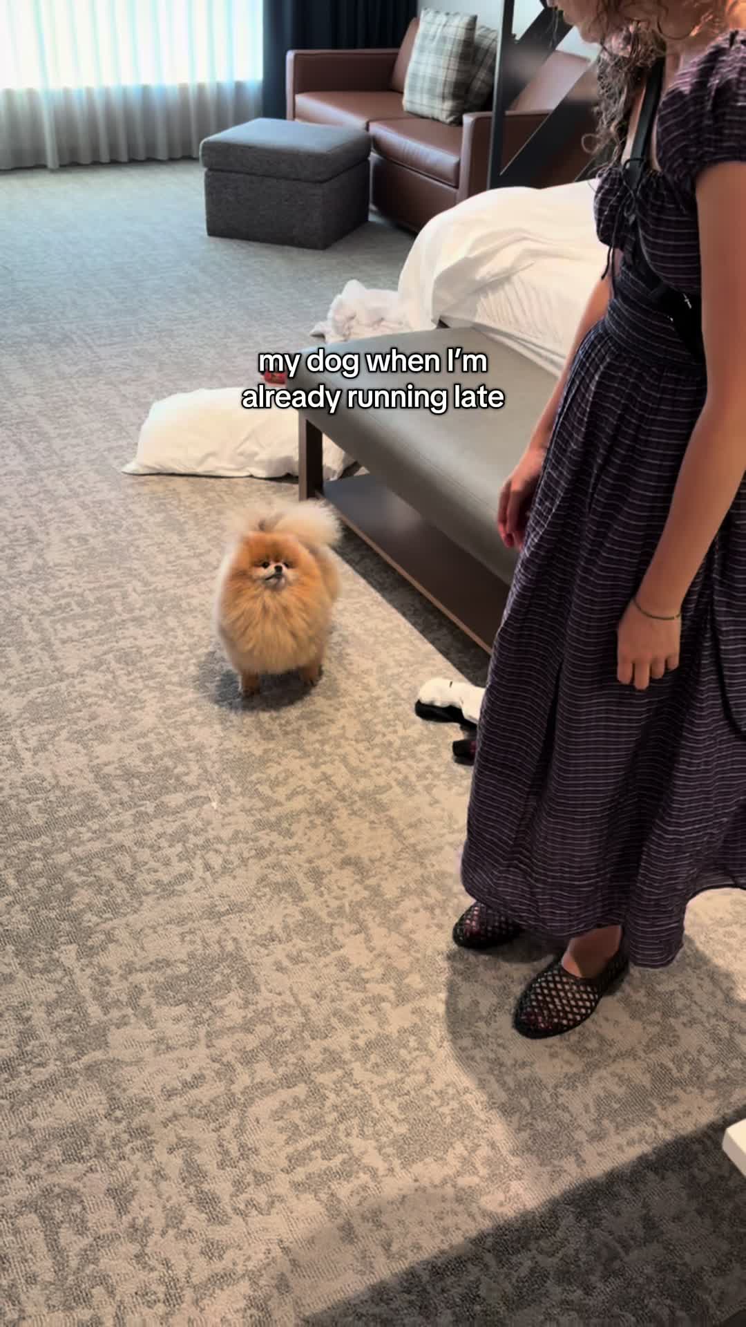 @Keanu the Pomeranian