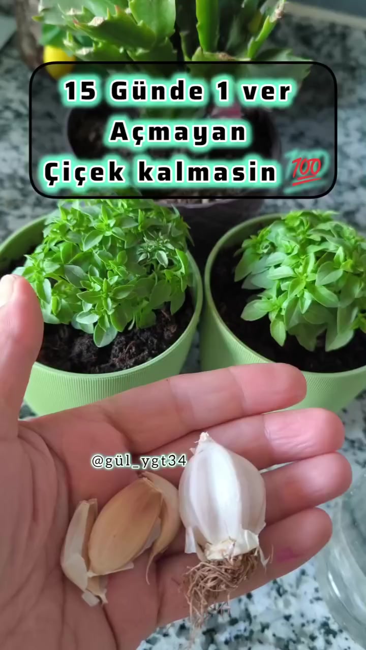 @gül_ygt34