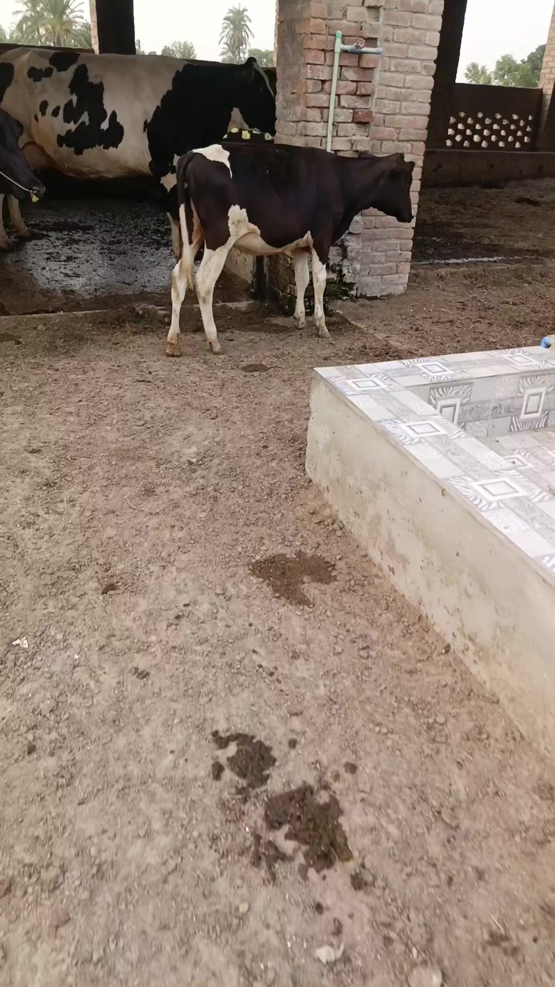 @Usmandairyfarmlayyah
