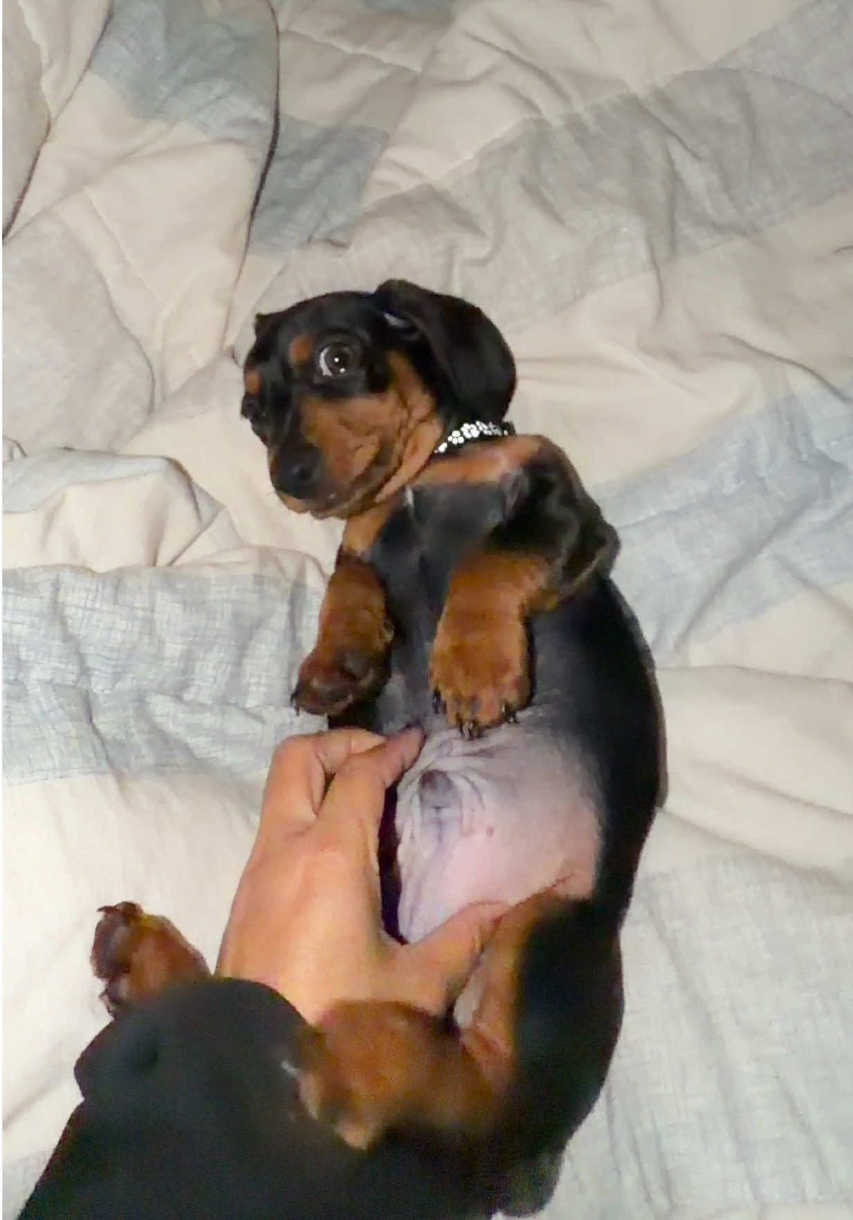 @Nonativespeaker/Babe's mom🐾